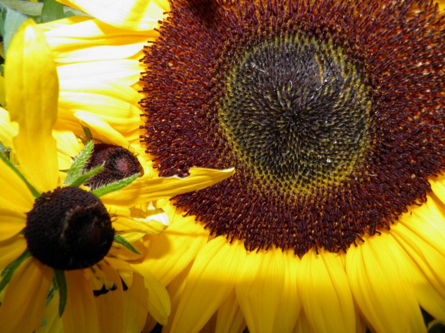 A close up of the center of a sunflower.